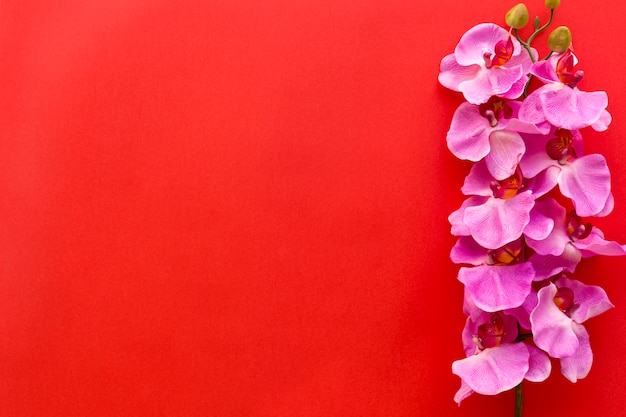 Free photo fresh pink orchid flowers arranged on red backdrop