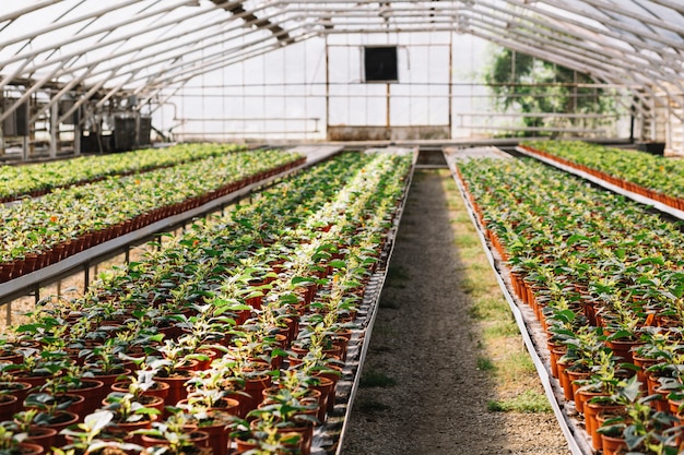 Fresh plants growing in the greenhouse