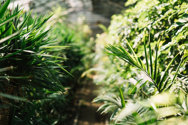 Fresh plants growing in the greenhouse