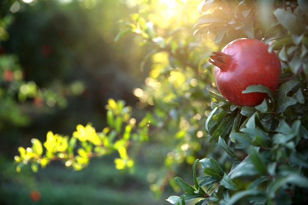 Free photo fresh pomegranate on the tree