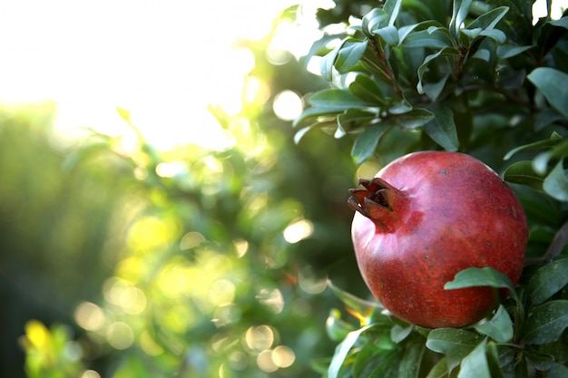 Fresh pomegranate on the tree