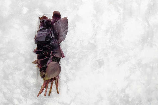 Fresh purple basil in plastic boxes on grey concrete