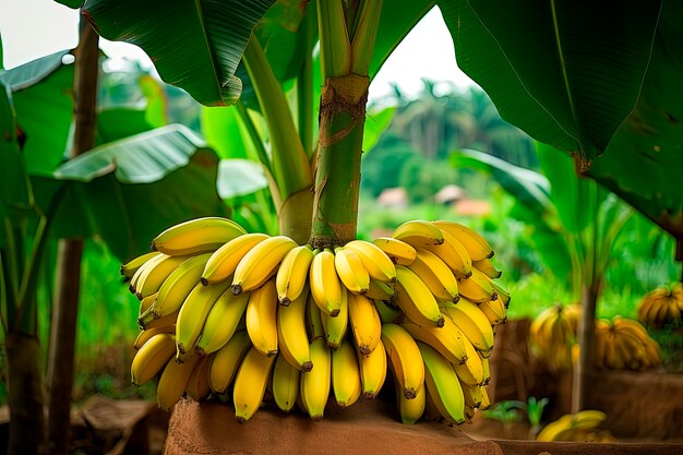 Fresh raw bananas arrangement