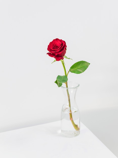 Fresh red bloom in vase on table