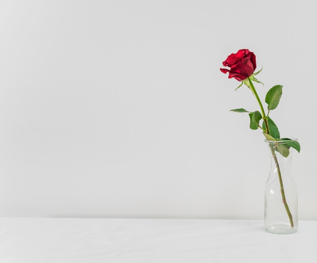 Fresh red flower in vase on board