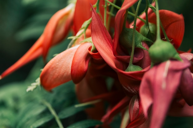 Fresh red petal flower