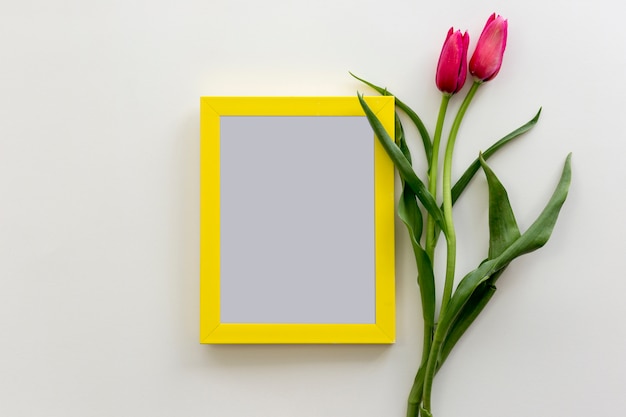 Fresh red tulip on white background with yellow blank frame