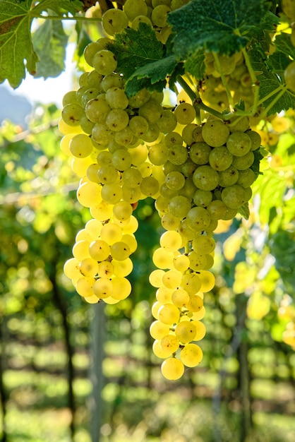 Fresh ripe juicy grapes growing on branches in a vineyard