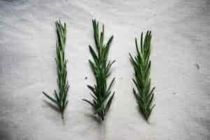 Free photo fresh rosemary cooking seasoning