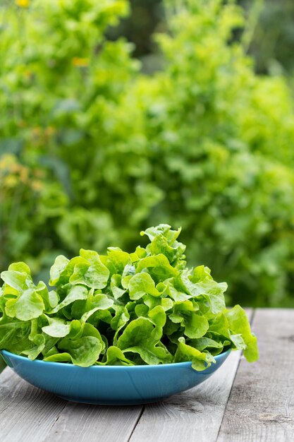 Fresh salad leaves in the garden