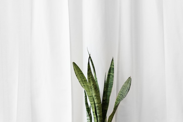 Free photo fresh snake plant in front of a plain white curtain