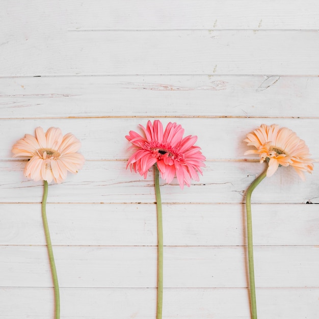 Free Photo fresh soft flowers on table