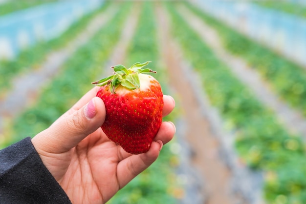 Fresh strawberry handpicked