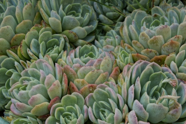 Fresh succulent plants in a garden