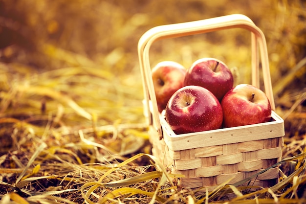 Fresh Tasty Red Apples in Wooden Basket on Red Autumn Background