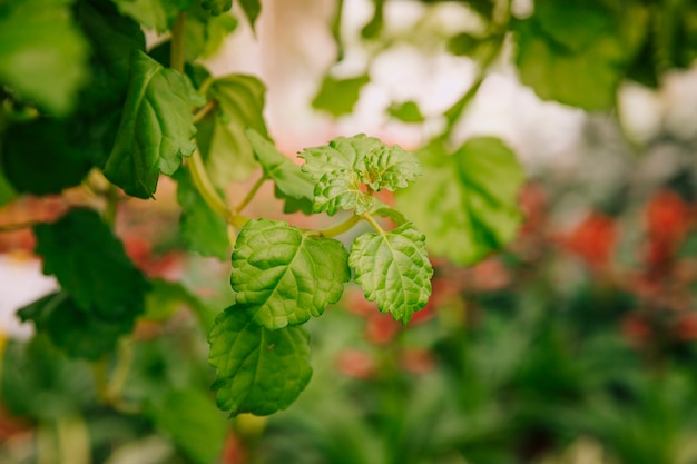 Free photo fresh tender green stem with leaves