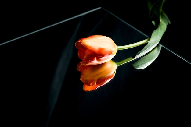 Free Photo fresh tulip on glass over black background with reflection