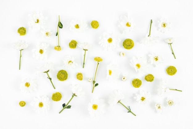 Free Photo fresh white flowers on white backdrop