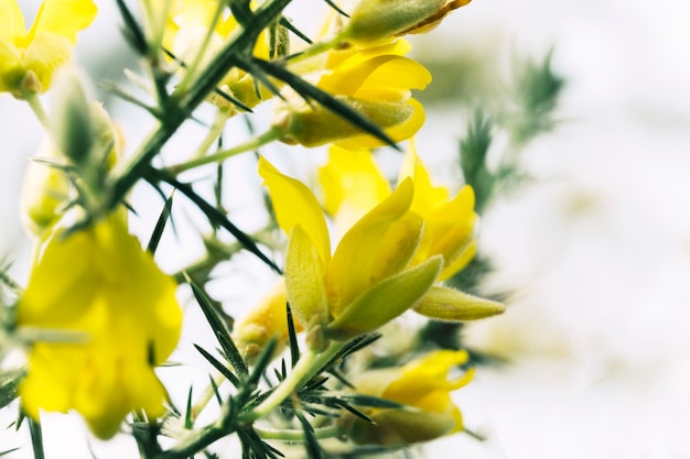 Fresh wild flowers blooming outdoors