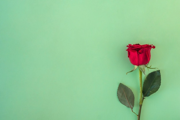 Fresh wonderful red rose