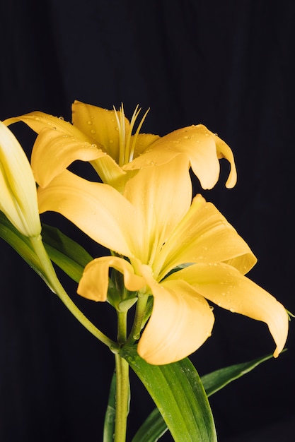 Fresh yellow flowers and green foliage in dew