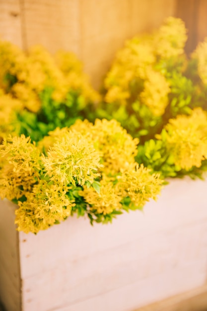 Fresh yellow flowers in the wooden crate