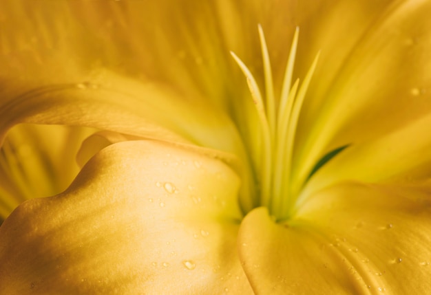 Fresh yellow petals of flower in dew