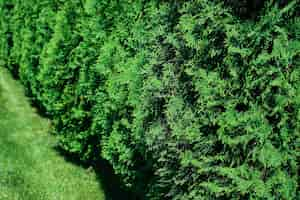 Free photo freshly cut grass and decorative arborvitae hedge on a manicured lawn selective focus with shallow depth of field