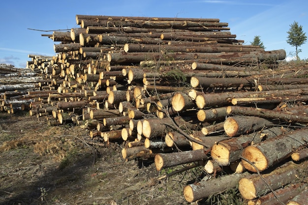 Free photo freshly cut log trunks pile