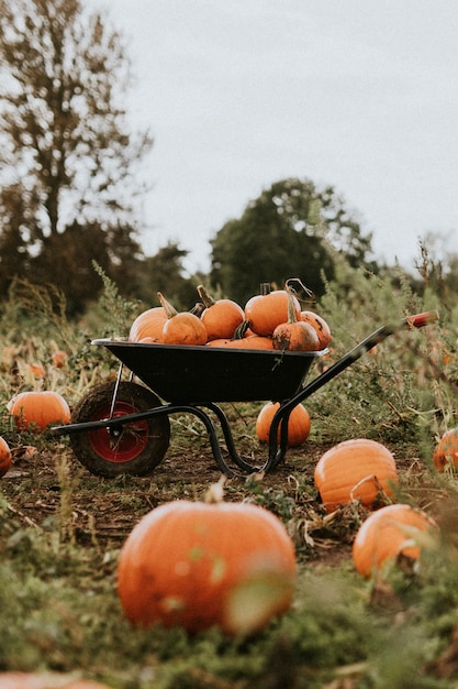 Free photo freshly harvested pumpkins background food photography