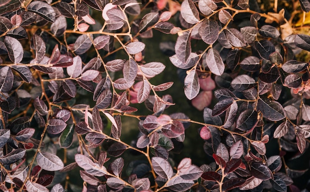 Freshness leaves of ornamental plant as nature background