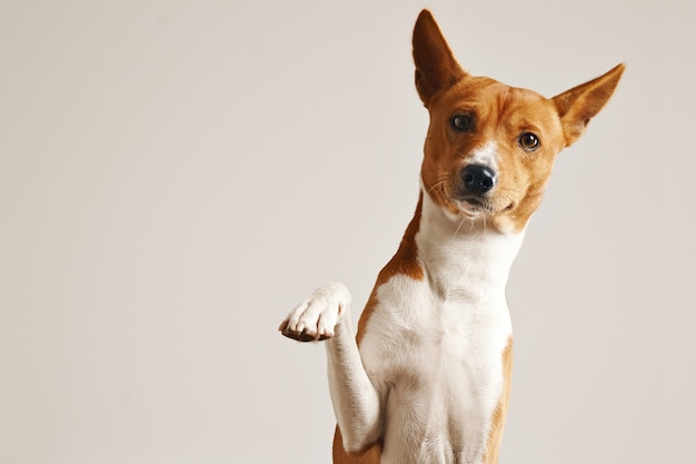 Friendly smart basenji dog giving his paw close up isolated on white