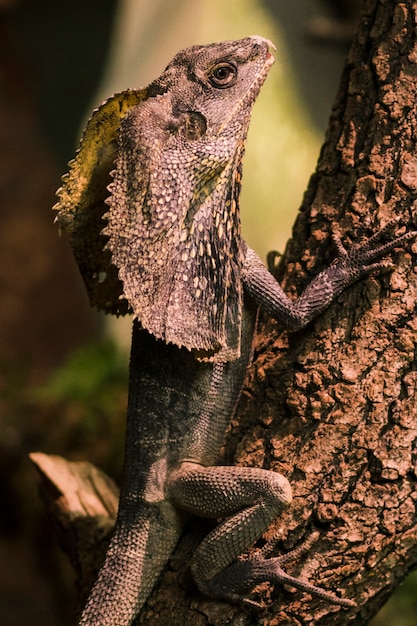 Free photo frilled lizard