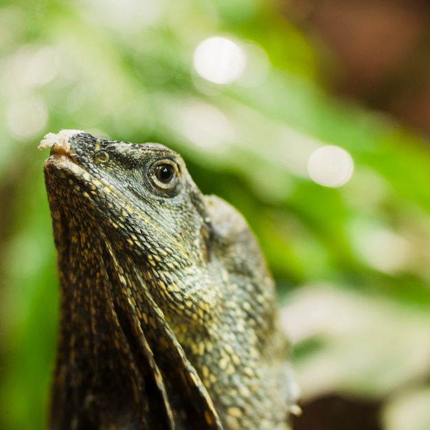 Free photo frilled lizard