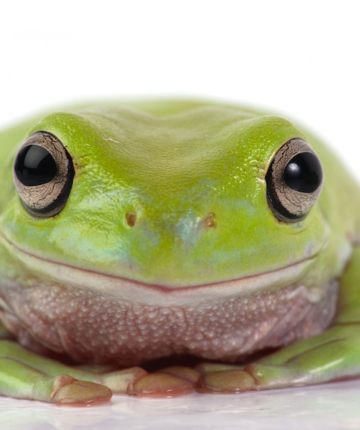 Frog close up