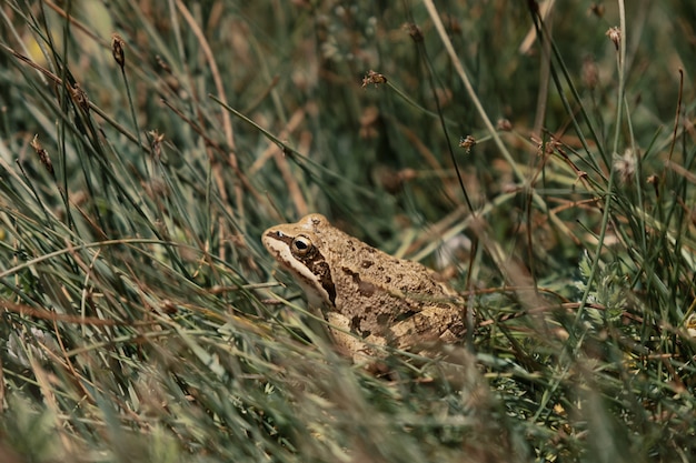 Free photo the frog in the grass relaxing