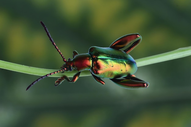 Free photo a frog leg beetle sagra sp on branch with natural background