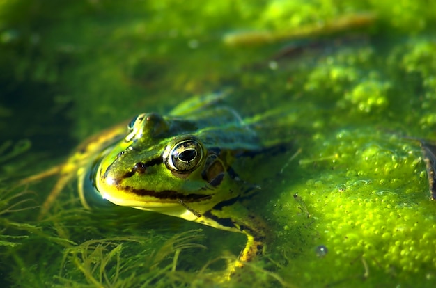 Free Photo frog swimming