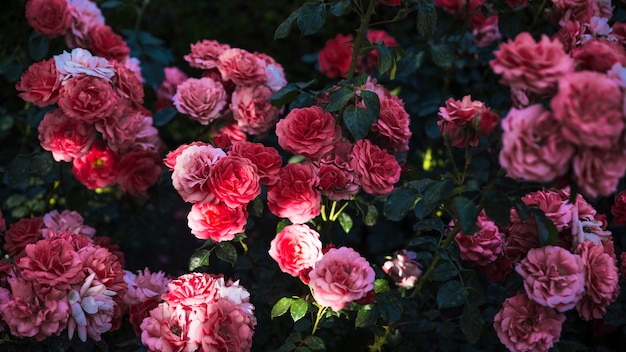 From above majestic roses in garden