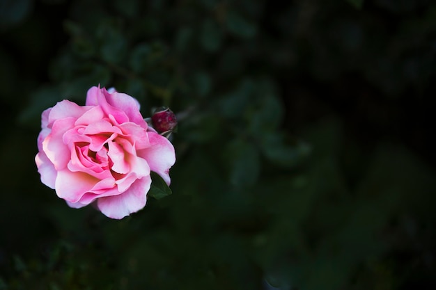 From above pink rose