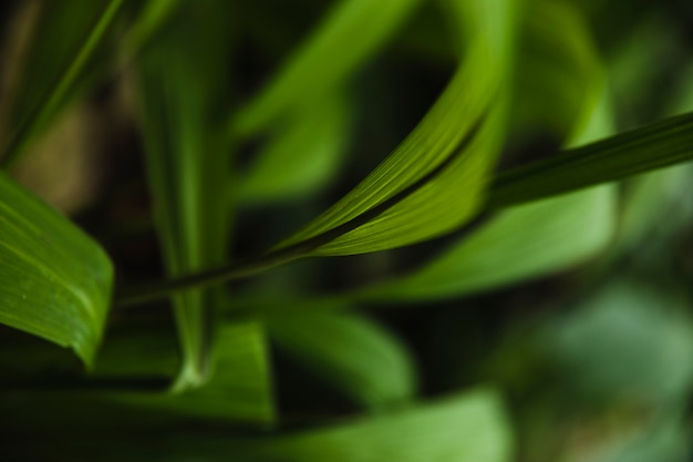 From above sedge grass