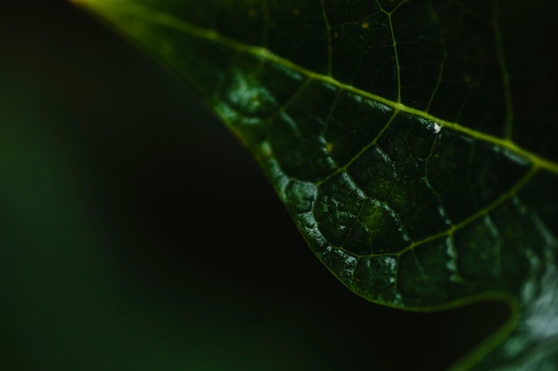 From above wet leaf