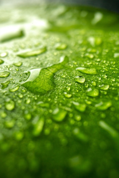 Front close view green leaf with drops on dark color nature dew forest green air tree