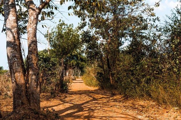 Front view of african nature landscape with trees and vegetation