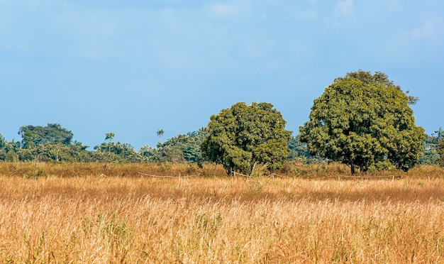 Free photo front view of african nature landscape with trees