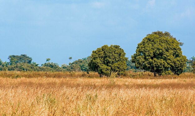 Front view of african nature landscape with trees