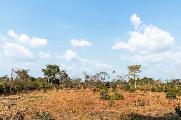 Free photo front view of african nature landscape