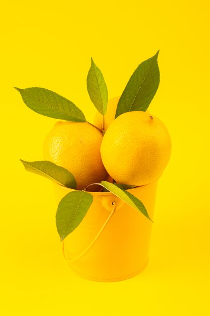 A front view basket with lemons fresh ripe with green leaves isolated on the yellow background citrus fruit color