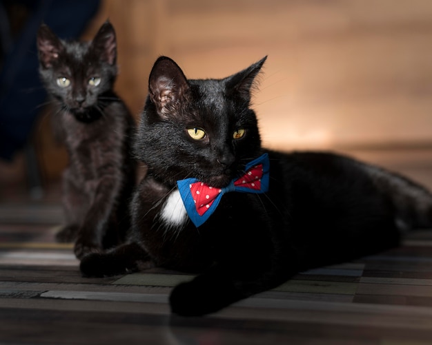 Free photo front view of beautiful black cat with bow tie