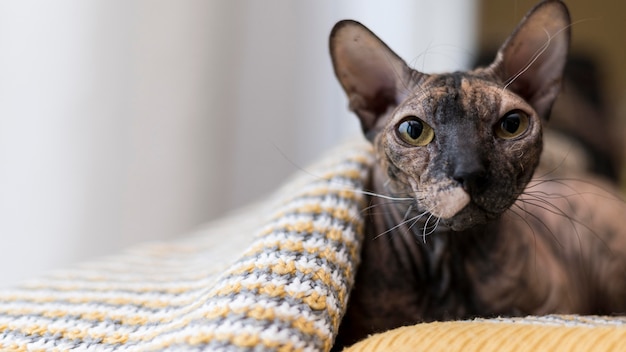 Free photo front view of beautiful cat concept